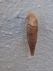 Papillifera papillaris