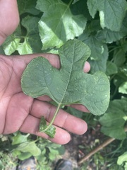 Simsia amplexicaulis