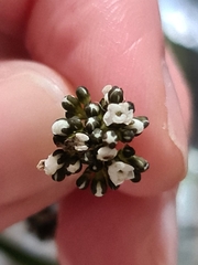 Logania recurva