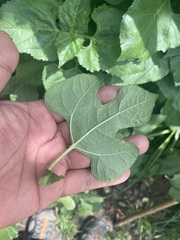 Simsia amplexicaulis