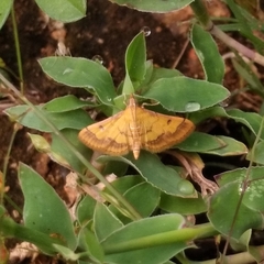 Ischnurges luteomarginalis
