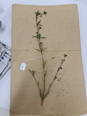 Logania recurva