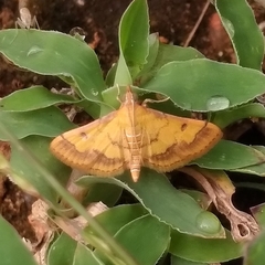 Ischnurges luteomarginalis