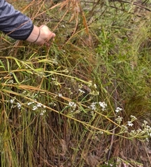 Logania recurva