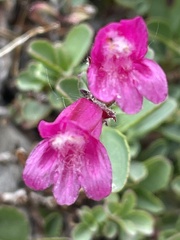 Penstemon newberryi