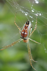 Leucauge festiva