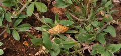 Ischnurges luteomarginalis