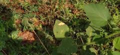 Ischnurges luteomarginalis