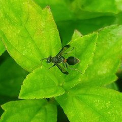 Ropalidia sumatrae