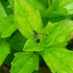 Ropalidia sumatrae
