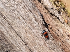 Dicranolaius cinctus