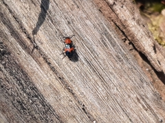 Dicranolaius cinctus