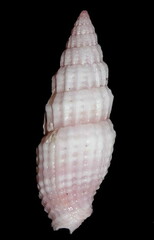 Vexillum modestum