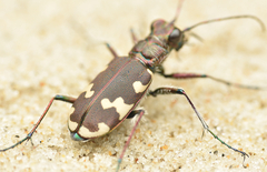 Cicindela hybrida