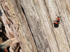 Dicranolaius cinctus