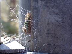 Doratifera oxleyi
