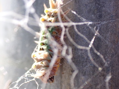 Doratifera oxleyi