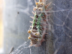 Doratifera oxleyi