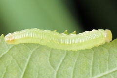 Pachyprotasis antennata