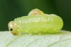 Pachyprotasis antennata