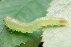 Pachyprotasis antennata