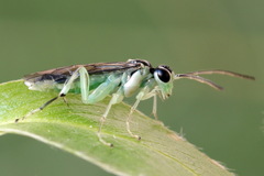 Pachyprotasis antennata