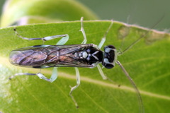 Pachyprotasis antennata