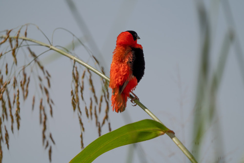 Northern Red Bishop