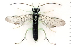 Pachyprotasis antennata