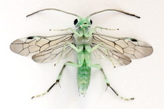 Pachyprotasis antennata