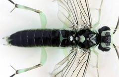 Pachyprotasis antennata