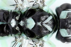 Pachyprotasis antennata