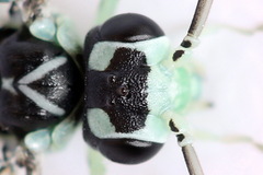 Pachyprotasis antennata