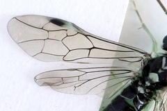 Pachyprotasis antennata