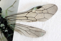 Pachyprotasis antennata