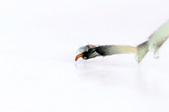 Pachyprotasis antennata