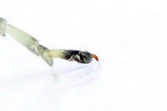 Pachyprotasis antennata