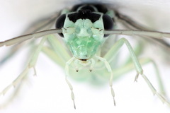 Pachyprotasis antennata