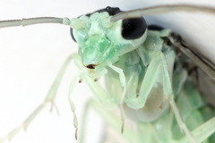 Pachyprotasis antennata