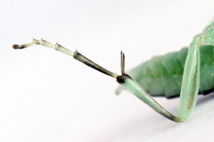 Pachyprotasis antennata