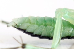 Pachyprotasis antennata