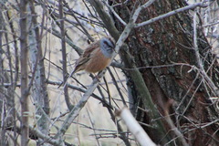 Emberiza godlewskii