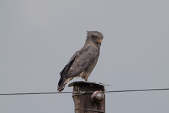 Circaetus cinerascens