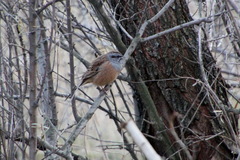 Emberiza godlewskii