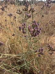 Verbena incompta
