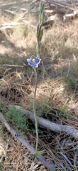 Thelymitra graminea