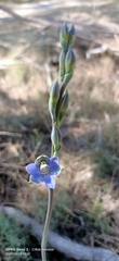 Thelymitra graminea
