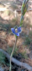 Thelymitra graminea