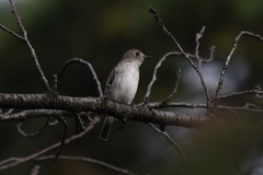 Muscicapa dauurica