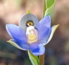 Thelymitra graminea